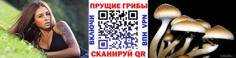 Галлюциногенные грибы MAGIC MUSHROOMS  где купить   Боровичи 